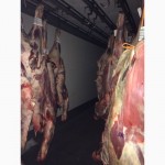 Мясо оптом в Москве с бесплатной доставкой - свинина, говядина, баранина