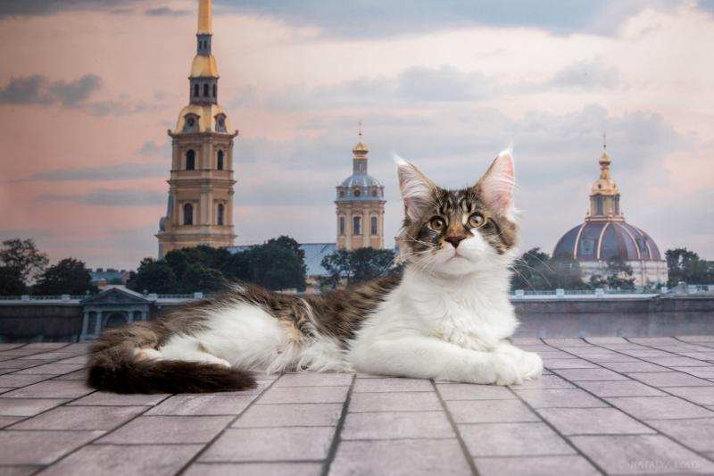 Фото 1/4. Котята мейн-куны, готовы к переезду. Санкт-Петербург