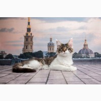 Котята мейн-куны, готовы к переезду. Санкт-Петербург
