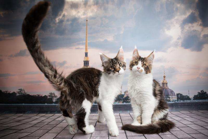 Фото 2/4. Котята мейн-куны, готовы к переезду. Санкт-Петербург