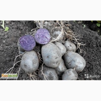 Фиолетовый семенной картофель Purple Majesty 10 шт