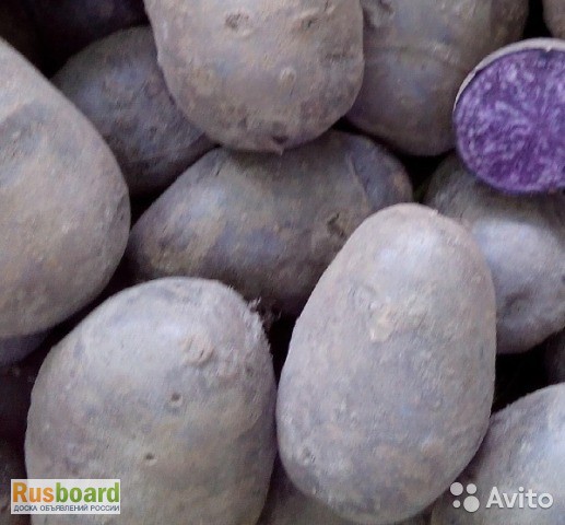 Фото 2. Фиолетовый семенной картофель Purple Majesty 10 шт