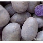 Фиолетовый семенной картофель Purple Majesty 10 шт