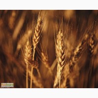 Семена Озимой пшеницы Скарбница