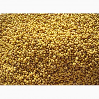 ООО НПП «Зарайские семена» покупает семена горчицы жёлтой от 20 тонн