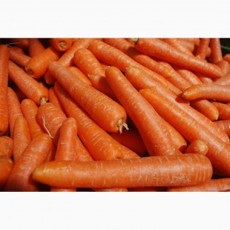 Продаю морковь оптом от производителя