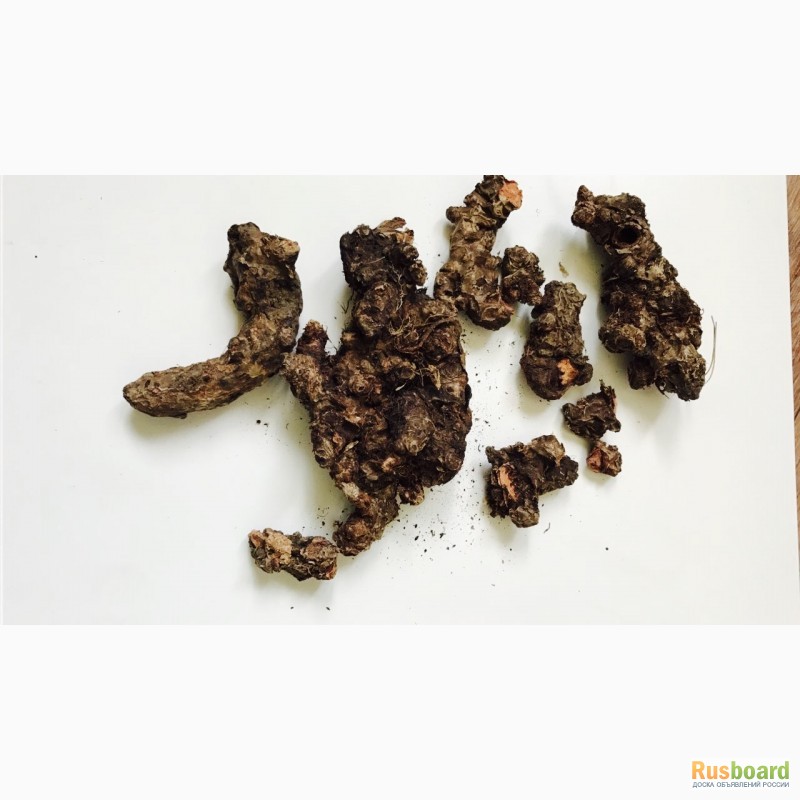 Фото 2. Лист Бадана, Чага березовая гриб, Тмин чёрный Корень лопуха