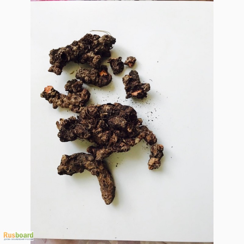 Фото 5. Лист Бадана, Чага березовая гриб, Тмин чёрный Корень лопуха