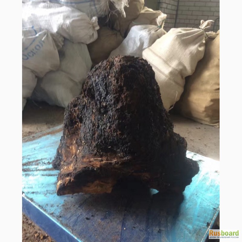 Фото 9. Лист Бадана, Чага березовая гриб, Тмин чёрный Корень лопуха