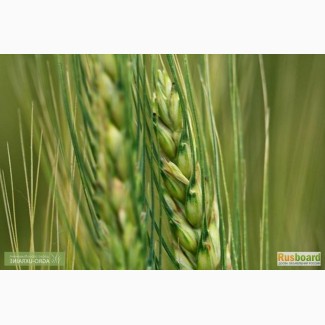 Семена Озимой пшеницы Нива Ставрополья