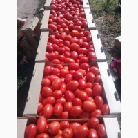 Продаю томаты оптом