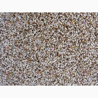 ООО НПП «Зарайские семена» закупает семена тимофеевка от 40 тонн
