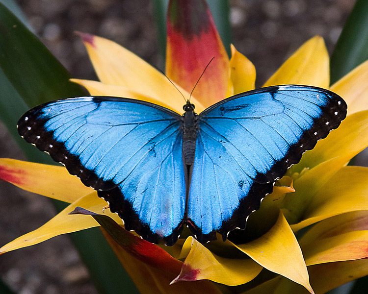 Фото 1/3. Продажа Живых тропических бабочек из Коскта Рикки более 30 Видов