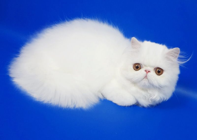 Фото 2. Персидские котята белого окраса девочка и мальчик