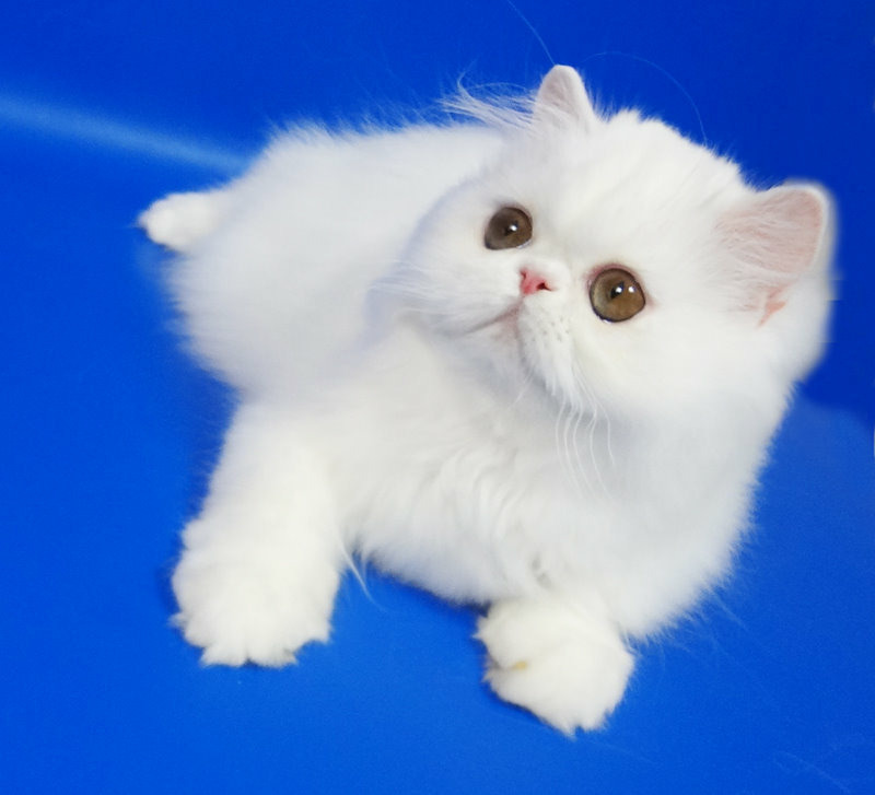 Фото 3. Персидские котята белого окраса девочка и мальчик