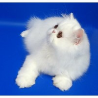 Персидские котята белого окраса девочка и мальчик