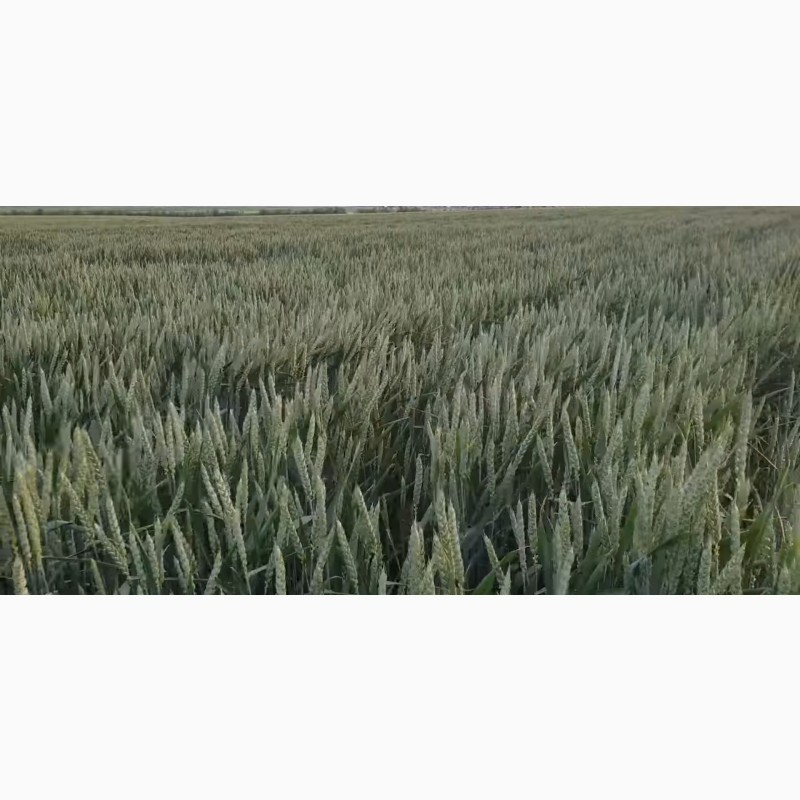 Фото 2. Семена канадской пшеницы Масон, Макино и озимого ячменя Хамбер и Джером, канадские семена