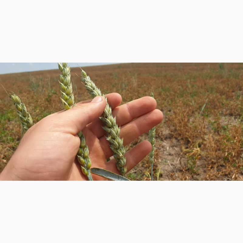 Фото 3. Семена канадской пшеницы Масон, Макино и озимого ячменя Хамбер и Джером, канадские семена