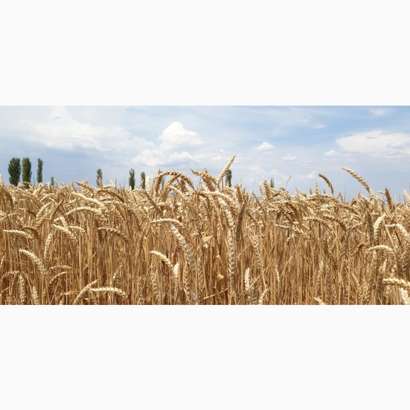 Фото 4. Семена канадской пшеницы Масон, Макино и озимого ячменя Хамбер и Джером, канадские семена