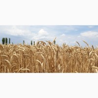 Семена канадской пшеницы Масон, Макино и озимого ячменя Хамбер и Джером, канадские семена