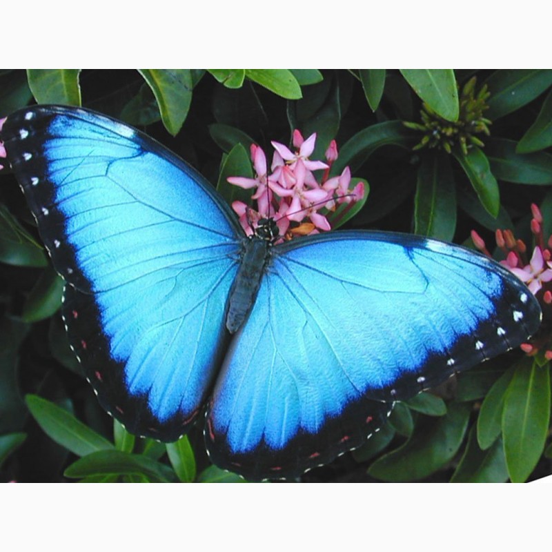 Фото 2. Продажа Живых тропических бабочек на 14 Февраля более 30 Видов