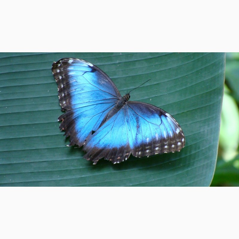 Фото 3/3. Продажа Живых тропических бабочек на 14 Февраля более 30 Видов