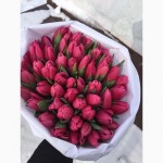 Тюльпаны оптом Новосибирск