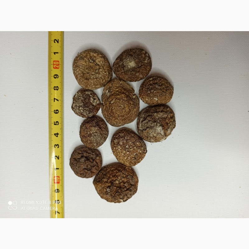 Фото 6. Продажа лечебных грибов: шиитаке, чага, мухомор красный, ежовик гребенчатый и др