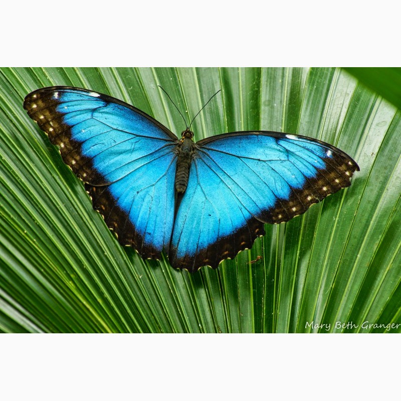 Фото 3. Продажа Живых тропических бабочек изФилиппин более 30 Видов
