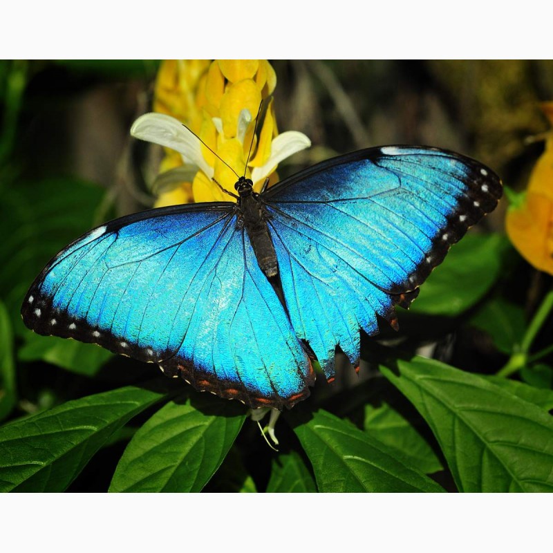Фото 1/3. Продажа Живых тропических бабочек из Африки более 30 Видов