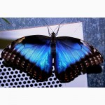 Продажа Живых тропических бабочек из Африки более 30 Видов
