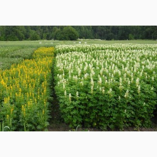 ООО НПП «Зарайские семена» покупает фуражное зерно люпин