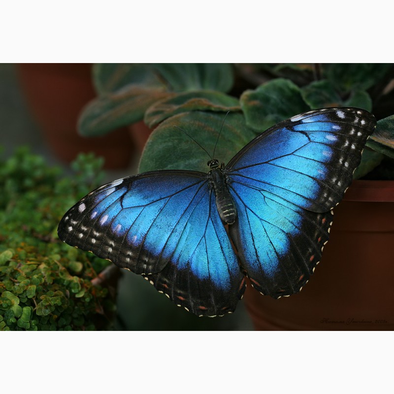 Фото 2/3. Продажа Живых тропических бабочек изФилиппин более 30 Видов
