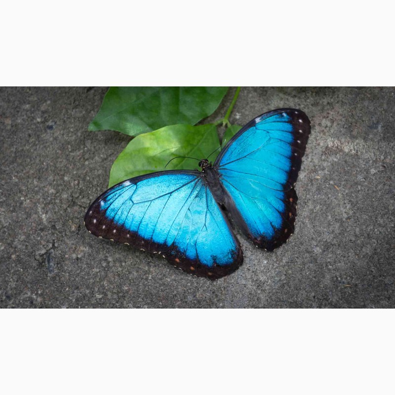 Фото 3. Продажа Живых тропических бабочек изФилиппин более 30 Видов