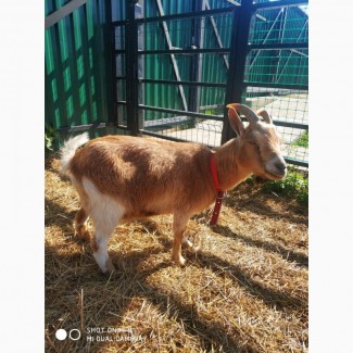 Продам карликовую козу с козленком