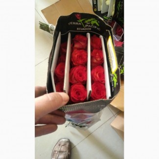 Предлагаем Эквадорскую розу Топаз Оптом напямую от производителя от 1 Коробки