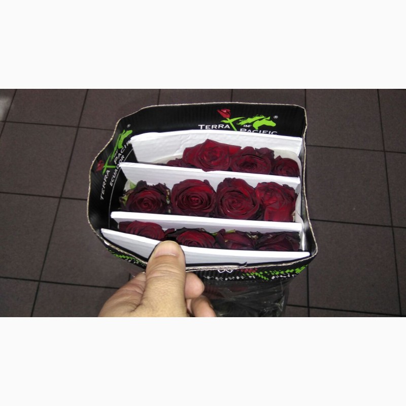 Фото 3/3. Предлагаем Эквадорскую розу Топаз Оптом напямую от производителя от 1 Коробки