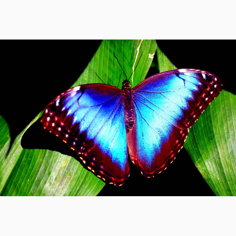 Фото 2/3. Продажа Живых тропических бабочек из Кении более 30 Видов