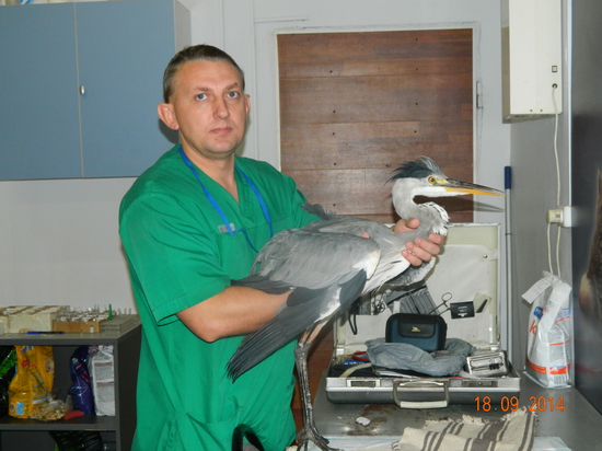 Лечение попугаев и птиц в Москве