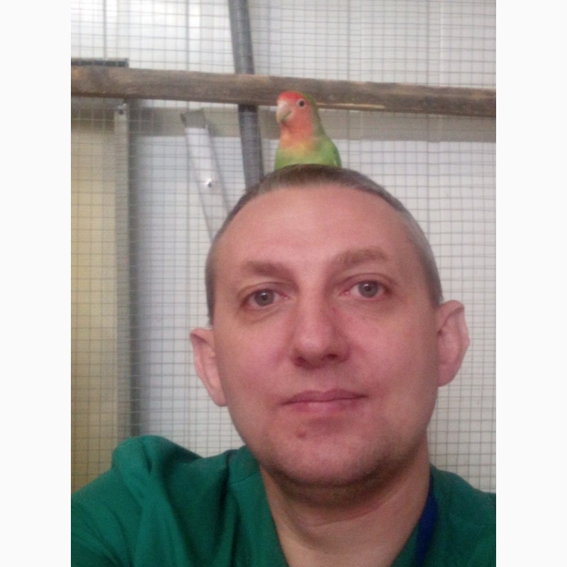 Фото 3. Лечение попугаев и птиц в Москве
