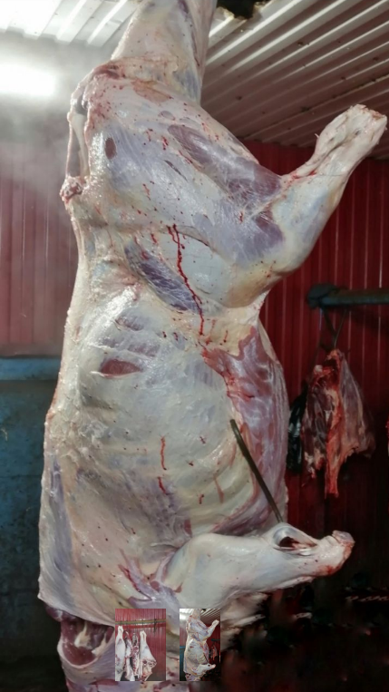 Фото 2. Мясо-говядина порода СИММЕНТАЛЬСКАЯ в полутушах