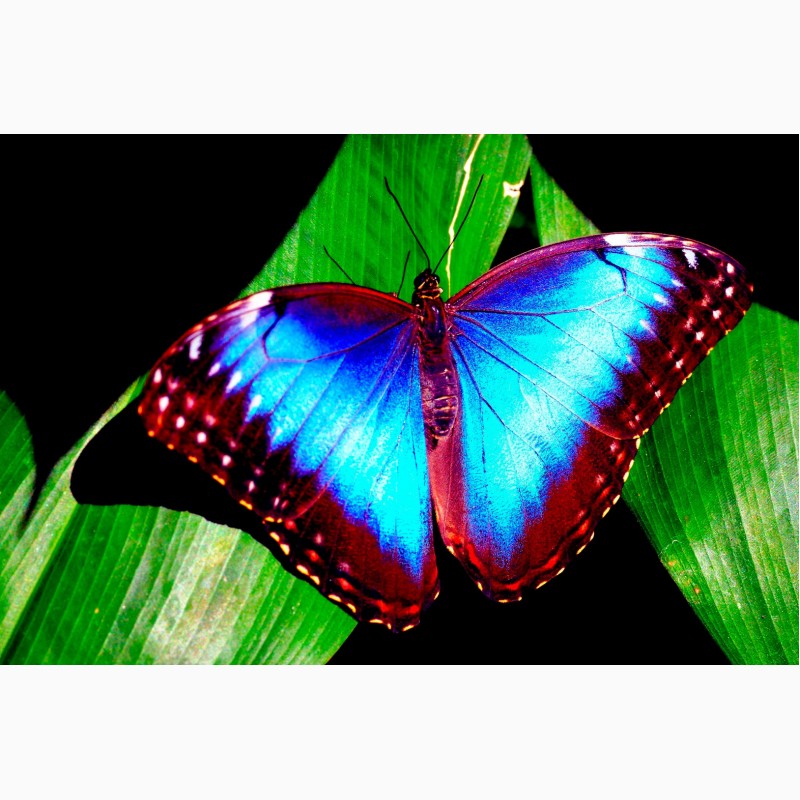 Фото 1/3. Продажа Живых тропических бабочек из Кении более 30 Видов