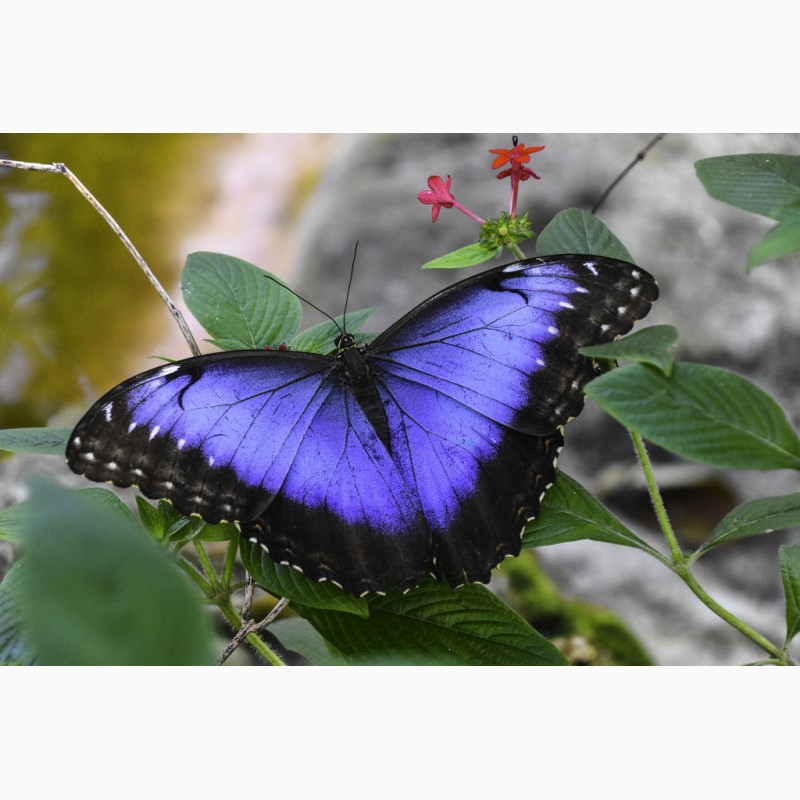 Фото 2. Продажа Живых тропических бабочек из Кении более 30 Видов