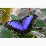 Продажа Живых тропических бабочек из Кении более 30 Видов