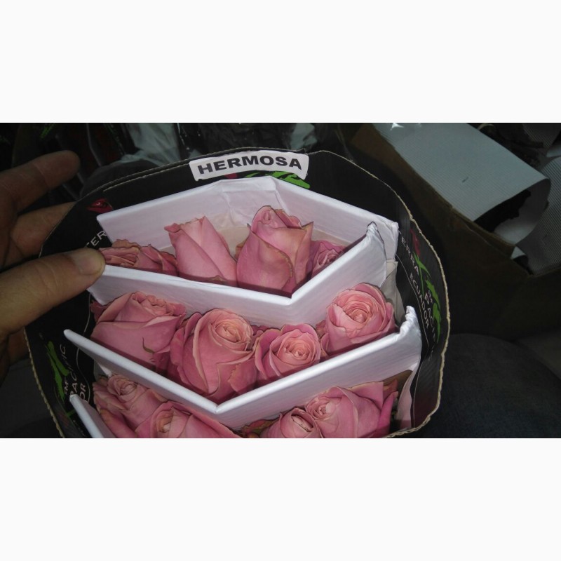 Фото 2. Предлагаем Голландскую розу Freedom Оптом напямую от производителя от 1 Коробки