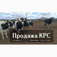 Продажа коров дойных, нетелей молочных пород в Армении