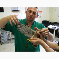 Лечение попугаев и птиц в Щербинке