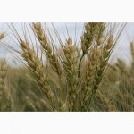 Продаем семена яровой мягкой пшеницы
