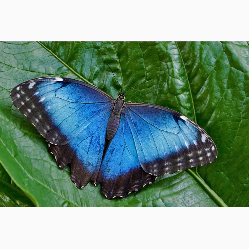Фото 1/3. Продажа Живых тропических бабочек из Южной Америки более 30 Видов