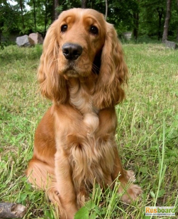 Рыжие собаки с длинными ушами породы фото
